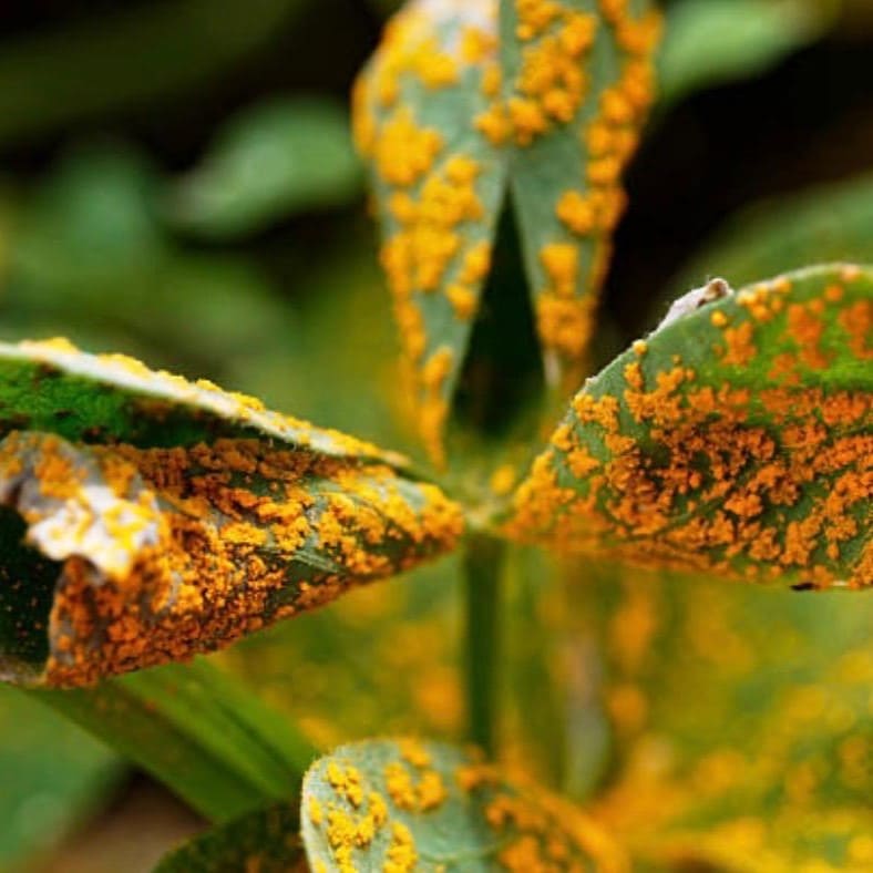 Professionelle Schädlingsbekämpfung und Pflanzenpflege: Diagnose und Behandlung von Pilzbefall wie Rost an Gartenpflanzen.