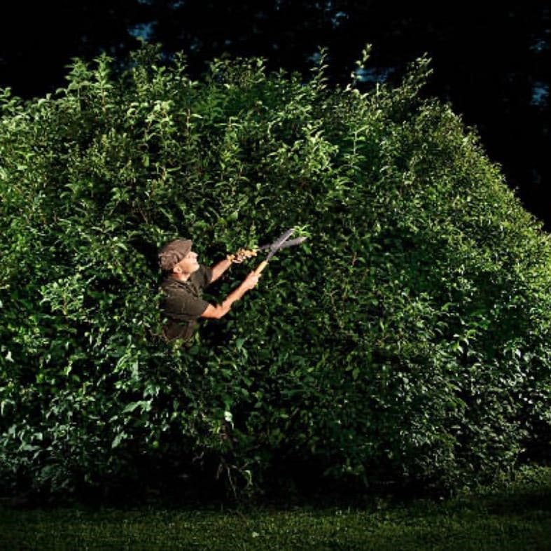 Professioneller Sträucherschnitt für gesunde und gepflegte Pflanzen.