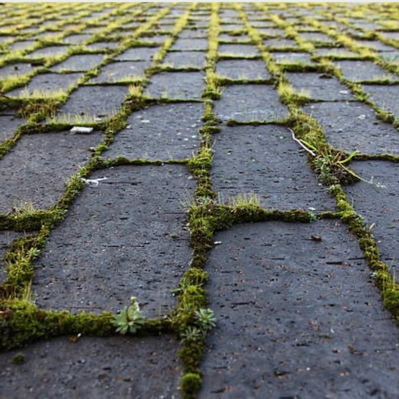 Effektive Unkrautentfernung für einen gepflegten Garten.