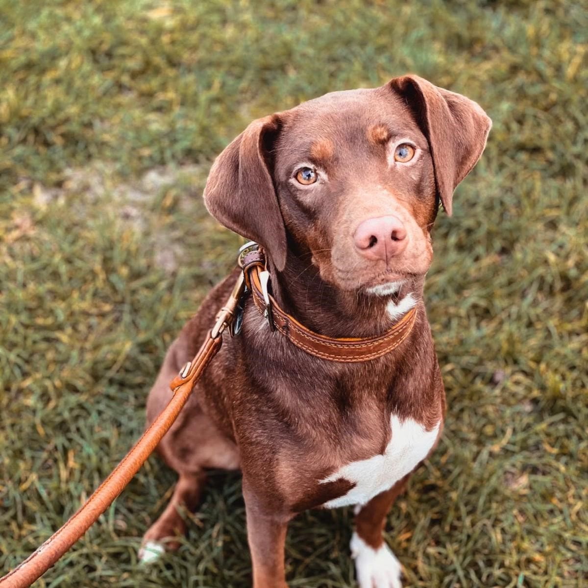 „Hundeausführservice und Hundebetreuung: Zuverlässiger Gassiservice für Ihren Vierbeiner – artgerechte Auslastung und Spaziergänge in der Natur.