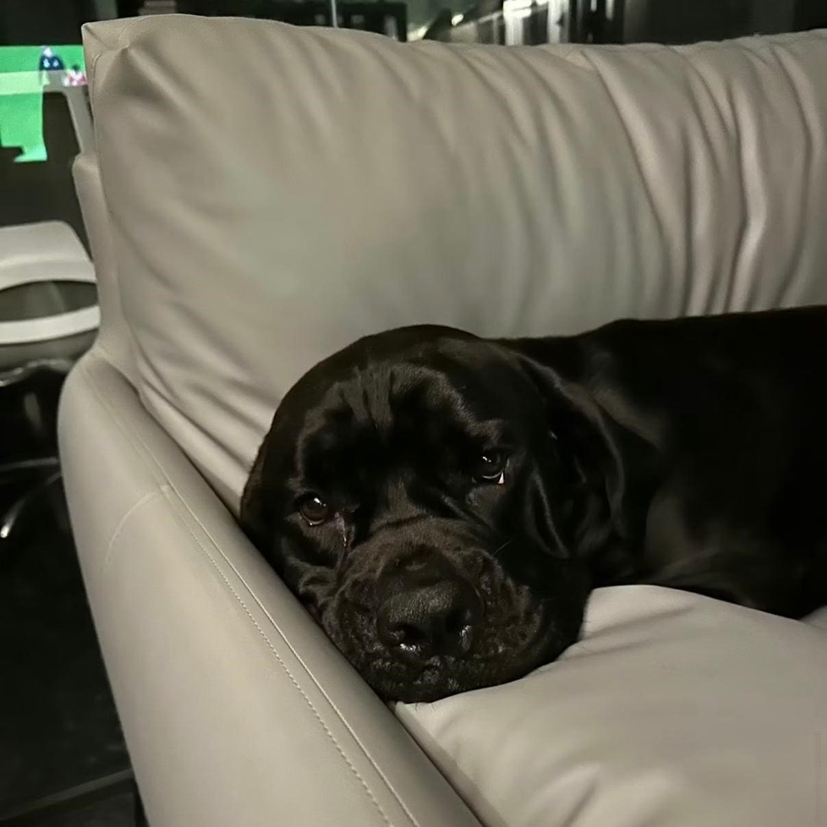 Hundeausführservice und Hundebetreuung: Zuverlässiger Gassiservice für Ihren Vierbeiner – artgerechte Auslastung und Spaziergänge in der Natur.